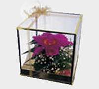 Envio y venta de flores a domicilio en la ciudad de Buenos Aires y localidades del Gran Buenos Aires y delivery con florerias asociadas en todas las provincias de Argentina, Buenos Aires, la Pampa, Tucuman, La Rioja, Rio Negro, Entre Rios, Corrientes, Misiones, Neuquen, Chubut, Tierra del Fuego, Santa Cruz, San Luis, Mendoza, Cordoba, Jujuy, Formosa, Santiago del Estero, Salta, Chaco, Catamarca ,San Juan, y ademas realizamos el delivery de flores ,plantas y regalos a todas las ciudades de Argentina, Mar del Plata, C�rdoba, Buenos Aires, Santa Rosa, La Plata, Bella Vista, Neuquen, Pilar, Parana, Posadas, Resistencia, Cipolleti y mas de 350 ciudades y localidades en todo el territorio de nuestro pais.
