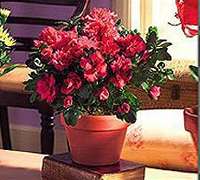 Envio y venta de flores ,rosas, plantas,arreglos florales ,regalos y desayunos a domicilio con delivery gratis en la Ciudad Autonoma de Buenos Aires y con costo de env�o en localidades del Gran Buenos Aires asi como delivery de flores y plantas a trav�s de florerias asociadas en todas las provincias de la Argentina, Buenos Aires, la Pampa, Tucuman, La Rioja, R�o Negro, Entre Rios, Corrientes, Misiones, Neuquen, Chubut, Tierra del Fuego, Santa Cruz, San Luis, Mendoza, Cordoba, Jujuy, Formosa, Santiago del Estero, Salta, Chaco, Catamarca ,San Juan, y ademas realizamos el delivery de flores ,coronas,palmas , plantas y regalos a todas las ciudades de Argentina, Mar del Plata, C�rdoba, Buenos Aires, con cargo en Santa Rosa, La Plata, Bella Vista, Neuquen, Pilar, Paran�, Posadas, Resistencia, Cipolleti y mas de 300 ciudades y localidades en todo el territorio de nuestro pa�s, asi como tambien tenemos la posibilidad de enviar flores a casi todo el mundo en cuestion de horas