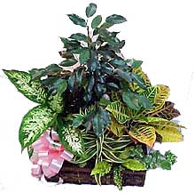 Envio y venta de flores ,rosas, plantas,arreglos florales ,regalos y desayunos a domicilio con delivery gratis en la Ciudad Autonoma de Buenos Aires y con costo de env�o en localidades del Gran Buenos Aires asi como delivery de flores y plantas a trav�s de florerias asociadas en todas las provincias de la Argentina, Buenos Aires, la Pampa, Tucuman, La Rioja, R�o Negro, Entre Rios, Corrientes, Misiones, Neuquen, Chubut, Tierra del Fuego, Santa Cruz, San Luis, Mendoza, Cordoba, Jujuy, Formosa, Santiago del Estero, Salta, Chaco, Catamarca ,San Juan, y ademas realizamos el delivery de flores ,coronas,palmas , plantas y regalos a todas las ciudades de Argentina, Mar del Plata, C�rdoba, Buenos Aires, con cargo en Santa Rosa, La Plata, Bella Vista, Neuquen, Pilar, Paran�, Posadas, Resistencia, Cipolleti y mas de 300 ciudades y localidades en todo el territorio de nuestro pa�s, asi como tambien tenemos la posibilidad de enviar flores a casi todo el mundo en cuestion de horas
