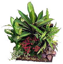 Envio y venta de flores ,rosas, plantas,arreglos florales ,regalos y desayunos a domicilio con delivery gratis en la Ciudad Autonoma de Buenos Aires y con costo de env�o en localidades del Gran Buenos Aires asi como delivery de flores y plantas a trav�s de florerias asociadas en todas las provincias de la Argentina, Buenos Aires, la Pampa, Tucuman, La Rioja, R�o Negro, Entre Rios, Corrientes, Misiones, Neuquen, Chubut, Tierra del Fuego, Santa Cruz, San Luis, Mendoza, Cordoba, Jujuy, Formosa, Santiago del Estero, Salta, Chaco, Catamarca ,San Juan, y ademas realizamos el delivery de flores ,coronas,palmas , plantas y regalos a todas las ciudades de Argentina, Mar del Plata, C�rdoba, Buenos Aires, con cargo en Santa Rosa, La Plata, Bella Vista, Neuquen, Pilar, Paran�, Posadas, Resistencia, Cipolleti y mas de 300 ciudades y localidades en todo el territorio de nuestro pa�s, asi como tambien tenemos la posibilidad de enviar flores a casi todo el mundo en cuestion de horas