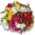 Envio y venta de flores ,rosas, plantas,arreglos florales ,regalos y desayunos a domicilio con delivery gratis en la Ciudad Autonoma de Buenos Aires y con costo de envo en localidades del Gran Buenos Aires asi como delivery de flores y plantas a travs de florerias asociadas en todas las provincias de la Argentina, Buenos Aires, la Pampa, Tucuman, La Rioja, Ro Negro, Entre Rios, Corrientes, Misiones, Neuquen, Chubut, Tierra del Fuego, Santa Cruz, San Luis, Mendoza, Cordoba, Jujuy, Formosa, Santiago del Estero, Salta, Chaco, Catamarca ,San Juan, y ademas realizamos el delivery de flores ,coronas,palmas , plantas y regalos a todas las ciudades de Argentina, Mar del Plata, Crdoba, Buenos Aires, con cargo en Santa Rosa, La Plata, Bella Vista, Neuquen, Pilar, Paran, Posadas, Resistencia, Cipolleti y mas de 300 ciudades y localidades en todo el territorio de nuestro pas, asi como tambien tenemos la posibilidad de enviar flores a casi todo el mundo en cuestion de horas