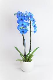 Envio y venta de flores ,rosas, plantas,arreglos florales ,regalos y desayunos a domicilio con delivery gratis en la Ciudad Autonoma de Buenos Aires y con costo de envo en localidades del Gran Buenos Aires asi como delivery de flores y plantas a travs de florerias asociadas en todas las provincias de la Argentina, Buenos Aires, la Pampa, Tucuman, La Rioja, Ro Negro, Entre Rios, Corrientes, Misiones, Neuquen, Chubut, Tierra del Fuego, Santa Cruz, San Luis, Mendoza, Cordoba, Jujuy, Formosa, Santiago del Estero, Salta, Chaco, Catamarca ,San Juan, y ademas realizamos el delivery de flores ,coronas,palmas , plantas y regalos a todas las ciudades de Argentina, Mar del Plata, Crdoba, Buenos Aires, con cargo en Santa Rosa, La Plata, Bella Vista, Neuquen, Pilar, Paran, Posadas, Resistencia, Cipolleti y mas de 300 ciudades y localidades en todo el territorio de nuestro pas, asi como tambien tenemos la posibilidad de enviar flores a casi todo el mundo en cuestion de horas